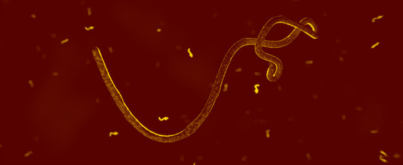 Ebola Virus unter dem Mikroskop