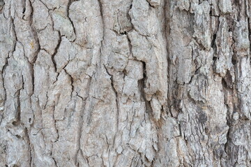 bark of a tree, nature texture background 