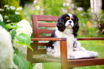 cavalier king charles spaniel dog relaxing outdoor in summer garden, sitting on wooden chair
