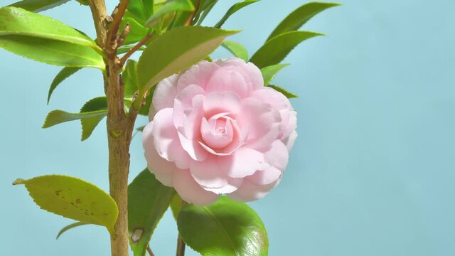 ピンクのツバキ　開花　タイムラプス