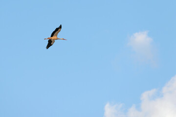 Stork (lat.Ciconia) in flight. The length of the stork from the end of the beak to the tip of the tail is almost 1.3 m.