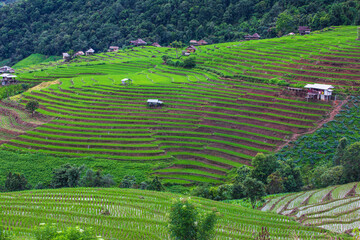 Beautiful rice field in the countryside in northern of Thailand.
