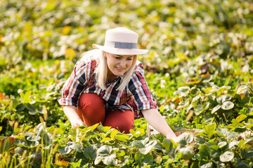 Harvesting woman on the strawberry field.