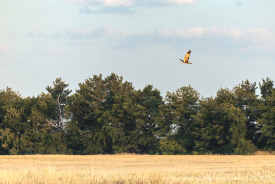  Hawk (Latin Accipitrinae) in flight over the field.