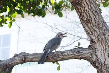 枝にとまって鳴いているヒヨドリ