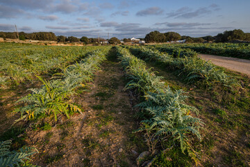 farm field, Torello Amagat, Ma&oacute;, Menorca, Balearic Islands, Spain