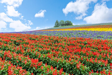 Fototapeta na wymiar Panoramic Flower Gardens in Biei town, Hokkaido, Japan.