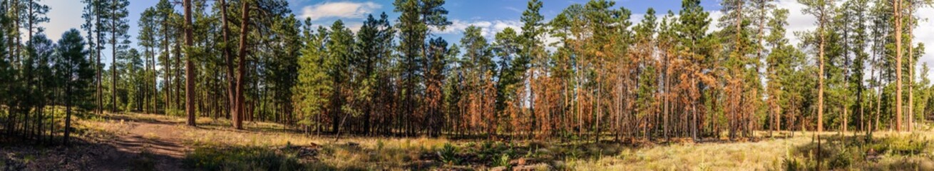 Panorama shot of forest trees life and dry in Grand Canyon national park nature at sunny day in Colorado, america