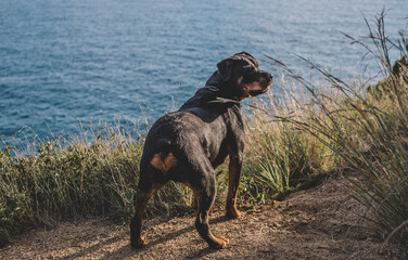 Hermoso ejemplar hembra de rottweiler aleman en un día de caza