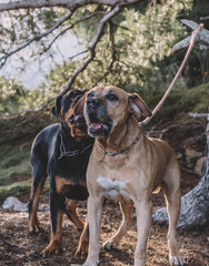 Pareja de perros de caza, un rottweiler y un cimarron uruguayo.