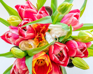 various colored tulip flowers top view closeup on white background