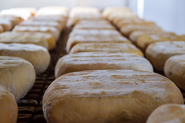 shelves with cheese, Es Tudons cheesemaking, Ciutadella, Menorca, Balearic Islands, Spain