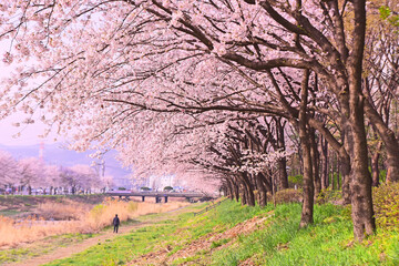 4월의 분홍색 벚꽃이 만발한 꽃길