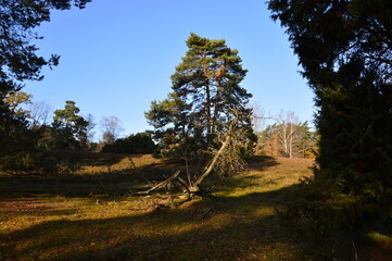 Herbst Landschaft in der Tietlinger Heide, Niedersachsen