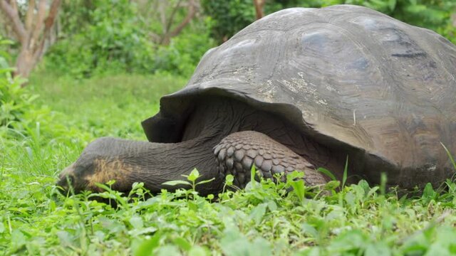 Closeup: Massive Galapagos Tortoise In Forest Clearing Eats Grassy Plants In Sunshine