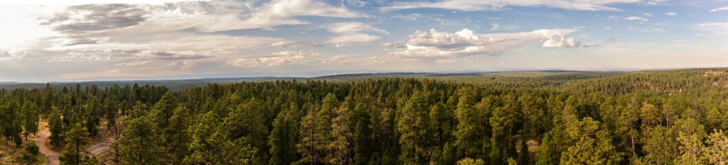 Panorama view of green conifer forest in north rim of Grand canyon shooting from looking tower