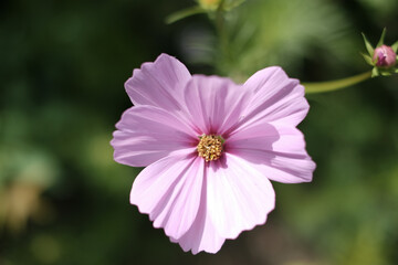 fleur cosmos rose