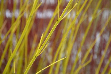 Dogwood is a very popular deciduous shrub, which grows to a height of 3 m. This shrub is prized for...