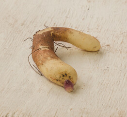 Gloriosa tuber   in spring