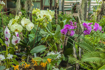Blooming  hybrid orchids   in the greenhouse.