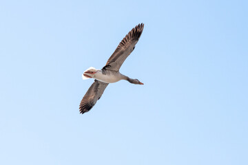 Grey Goose flying in the sky