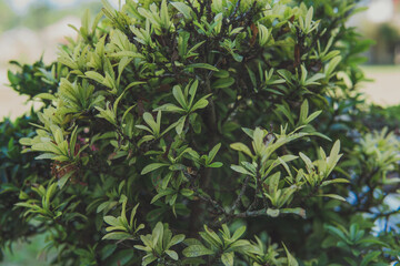 Asoca flower or asaca asoca