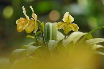 The rare species orchids is Paphiopedilum concolor hybrid at nursery in Thailand, Beautiful Paphiopedilum concolor. Selective focus and free space for text. Activities and garden.