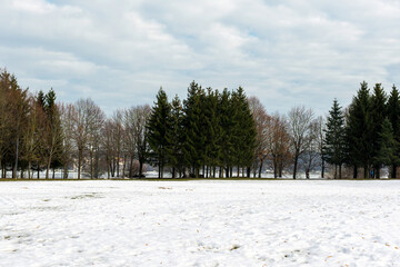 Melting white snow next to a forest on a winter day.Spring landscape.