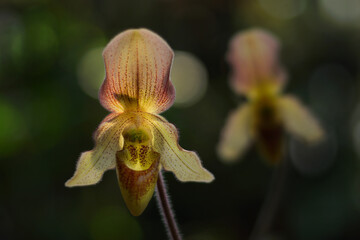 The rare species orchids is Paphiopedilum concolor hybrid at nursery in Thailand, Beautiful Paphiopedilum concolor. Selective focus and free space for text. Activities and garden.