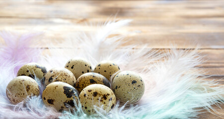 Spotted quail eggs on a wooden table in a nest of delicate pastel-colored feathers. Easter village background, natural eco-friendly products. Copy space