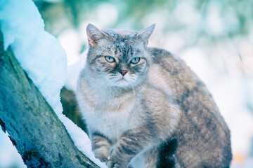 Siamese cat sitting on the snowy tree in winter