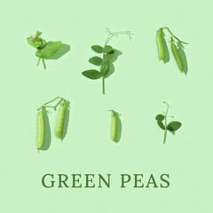 Pods of green peas with pea leaves. Organic healthy food. Pattern from fresh pea.