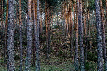 Pinus sylvestris. Scots pine forest. Camposagrado pine forest, León, Spain.