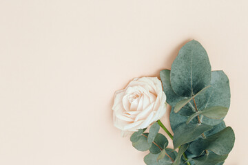 Beautiful white rose flower with branch of eucalyptus on pastel pink background with copy space. Holiday concept. Nature background.