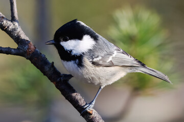 Coal tit