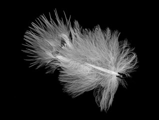 Feather of bird on black background.