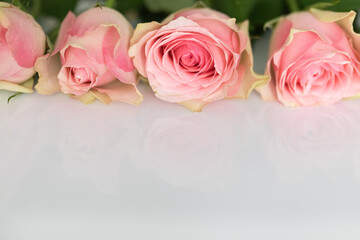 Beautiful freshly cut roses of delicate pink color on a white background. Place for the inscription