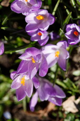 Fototapeta premium Blühende Krokusse, Close-Up, Deutschland, Europa