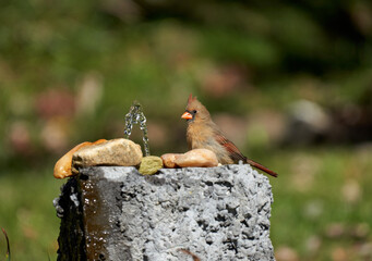 Cardinal, bird