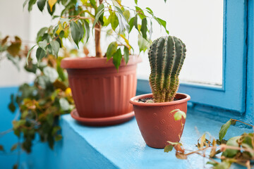 Cactus and Ficus benjamina in flower pots on a blue window sill background. Different potted indoor plants