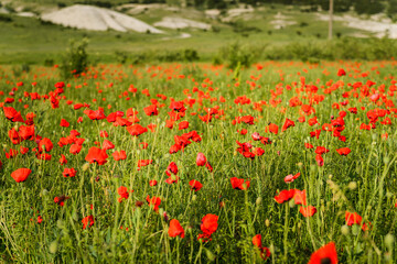 Poppy field