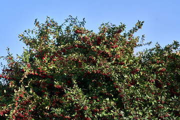 Fototapeta na wymiar POINSETTIA WISHES, American Wintergreen. Gaultheria Paultheria Procubens.