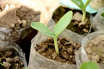 the ripe green pumpkin vine plant seedling in the white polythene.