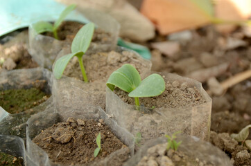 the pair of ripe green pumpkin vine plant seedling in the white polythene.