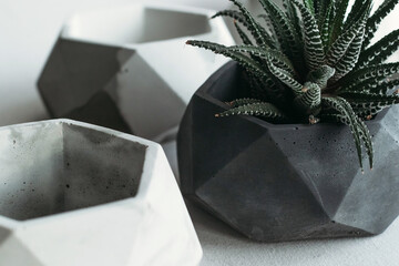 Stylish flowerpots with green plants on white wooden background, flat lay with space for text. Home decor.