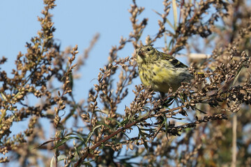 Eurasian Siskin