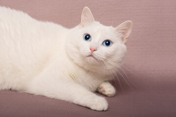 portrait of white blue eye cat isolated
