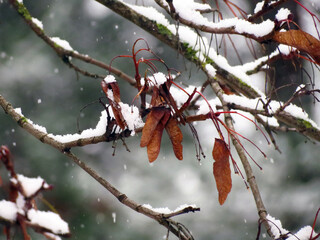 snow covered branches