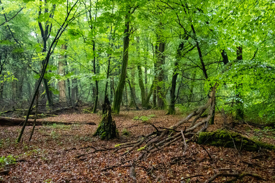 Neuenburger Urwald - Zetel - 4