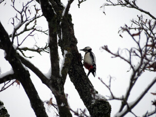 bird on a branch